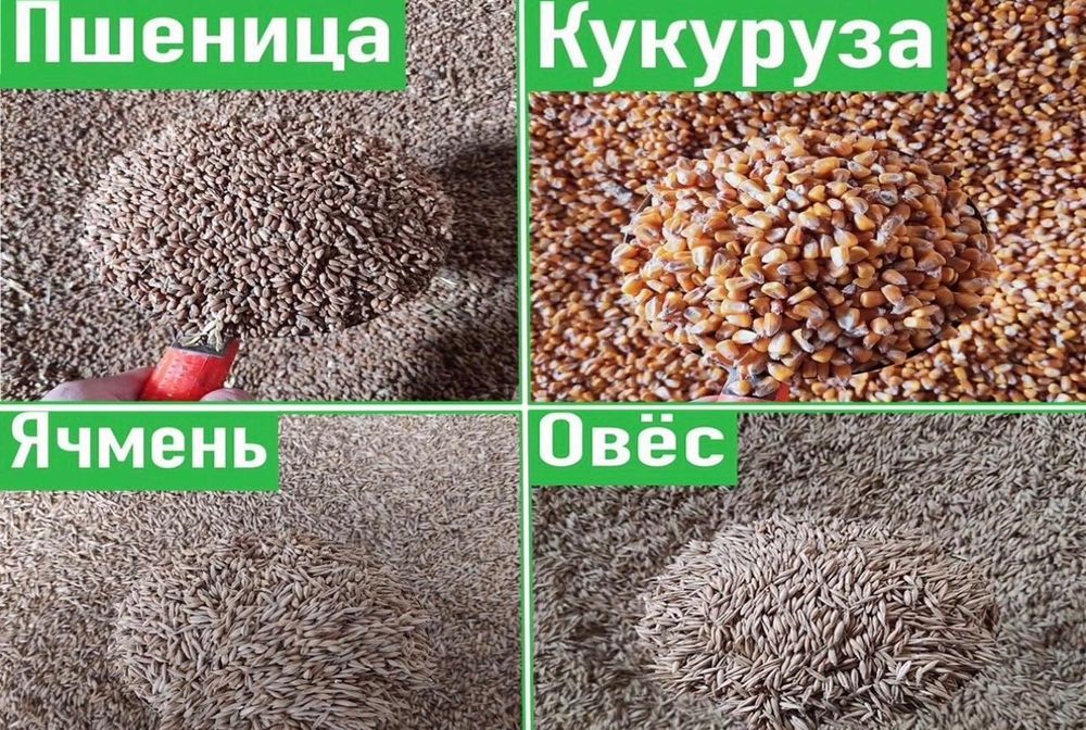 Продам корма для сельхоз животных ячмень отруб кукуруза…