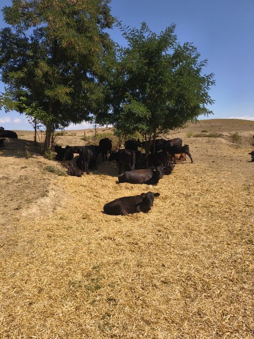 Vand 10 vaci angus ,8 sunt cu vitei