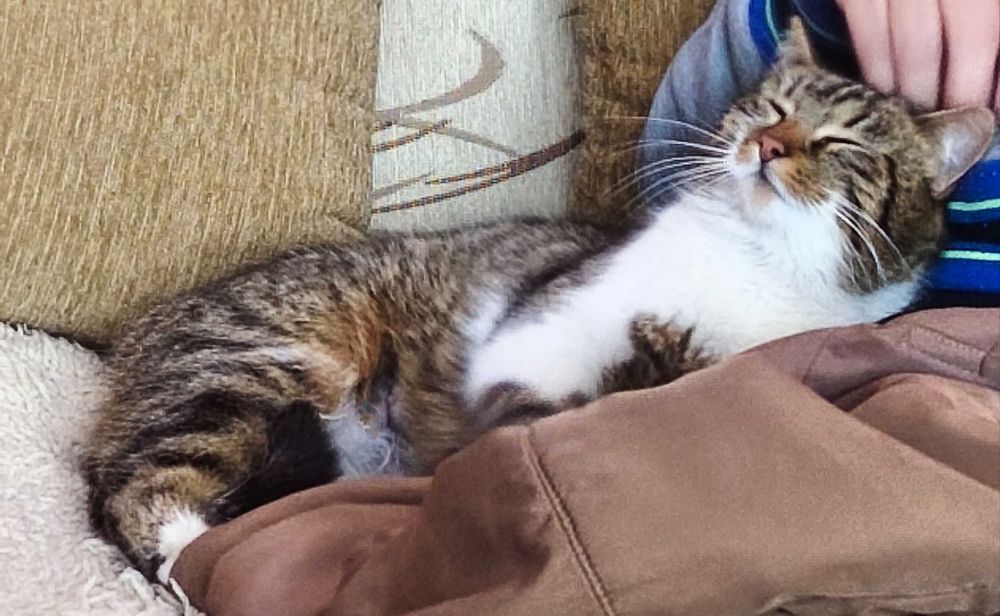 Коте Хелена търси своя любящ стопанин