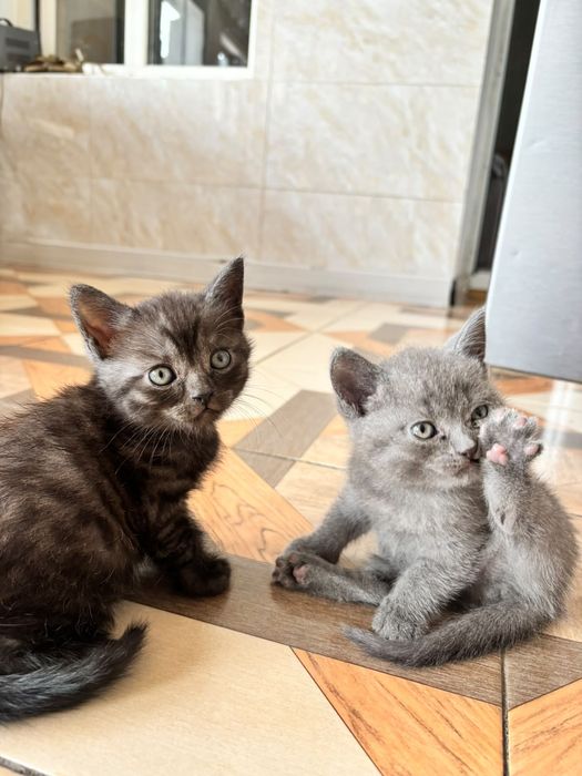 Котята британской породы