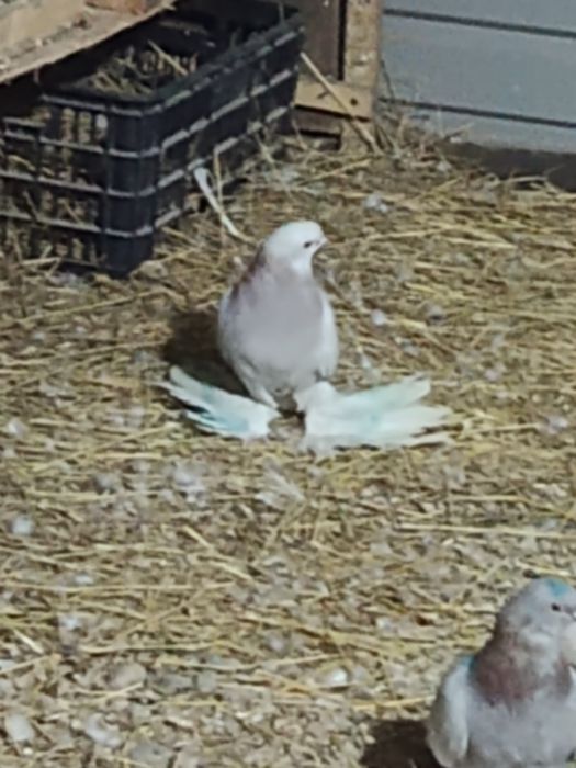 Голубь розовый на гребле