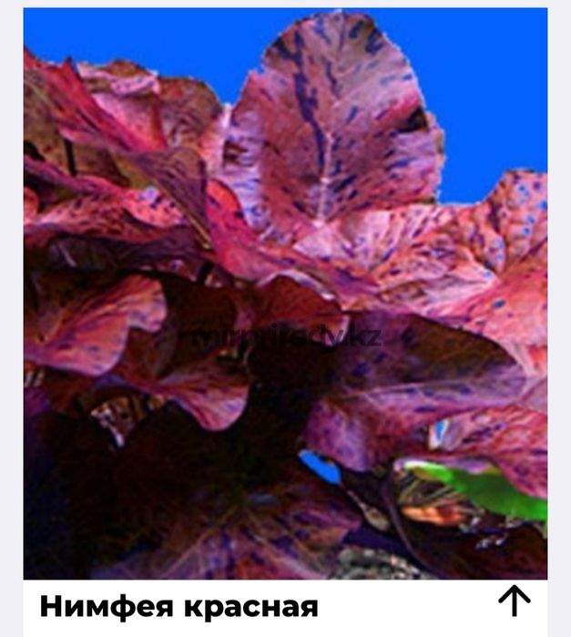 Растения для акварюма