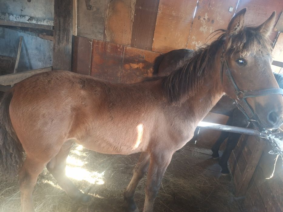 жеребёнок  еркек продам