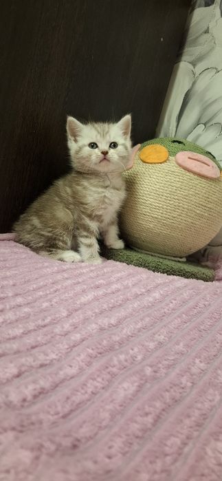 Шотландские вислоухие котята