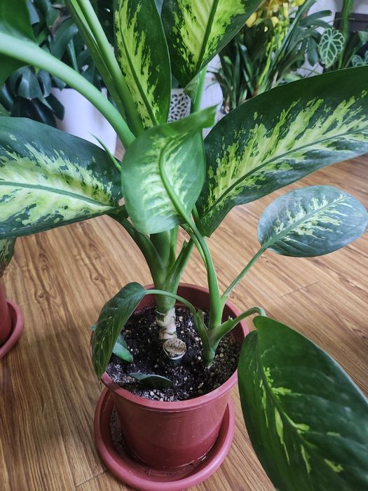 Диффенбахия 

растение с крупными декоративными