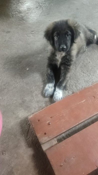 Отдам собачек добрым людям