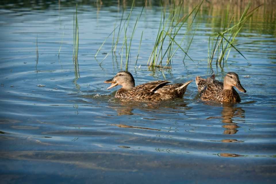 ФАЗЕНДА земля отдых рыбалка