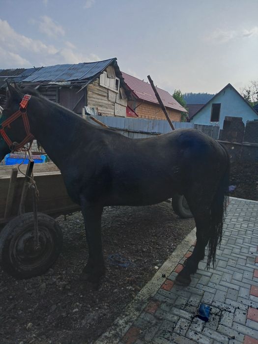 Cal de vânzare 4 ani