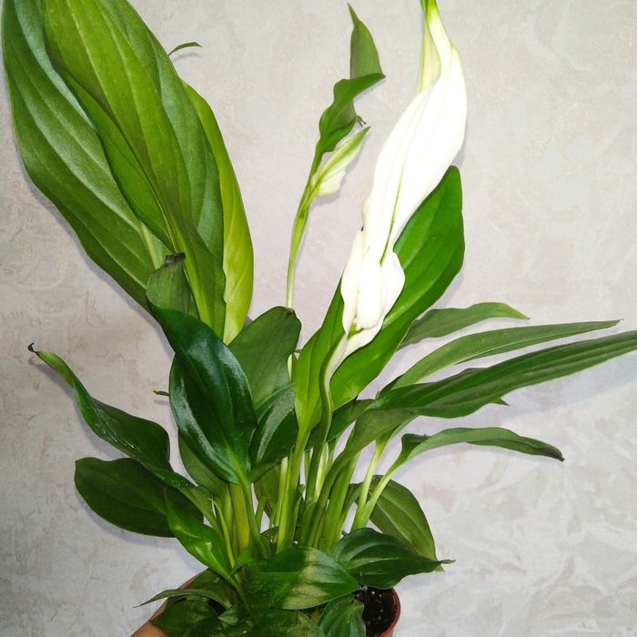 Продам комнатные цветы