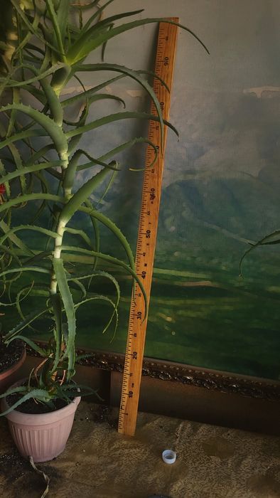 Продам алоэ много летний