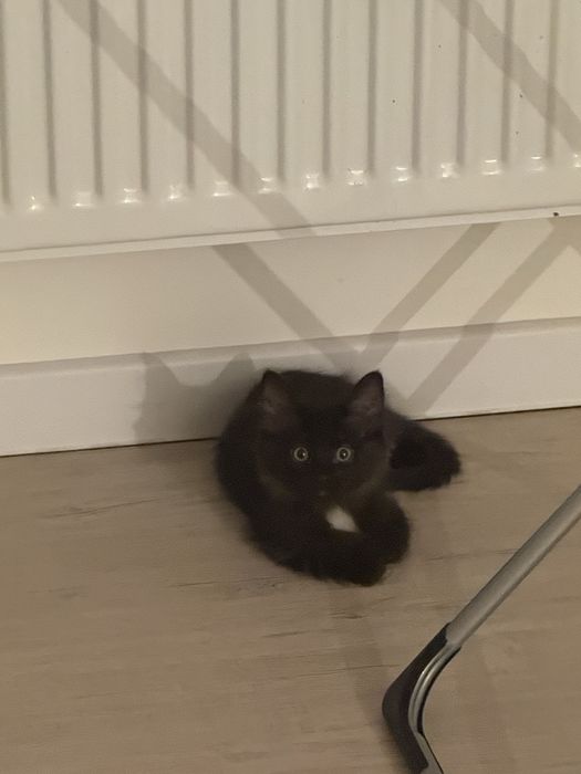 Хороший подарок на новый год. Бесплатные котята