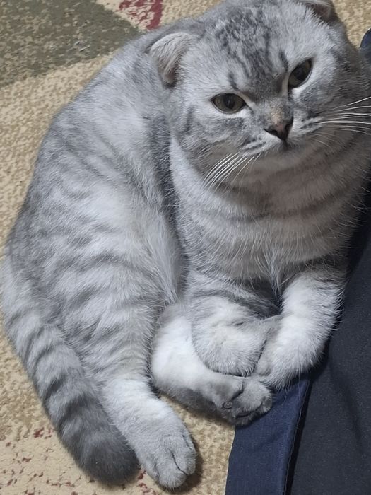 Продам кота скоттиш-фолд