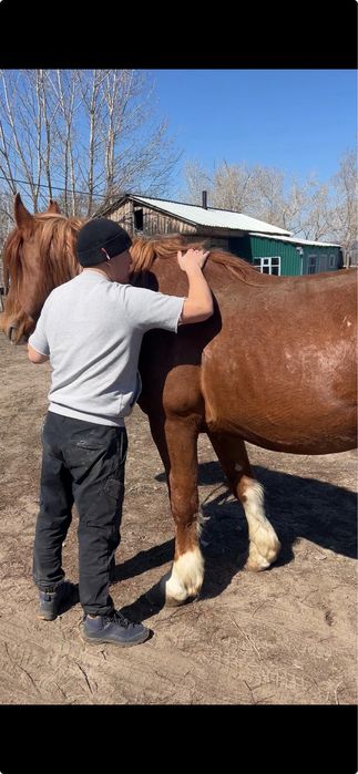 Айғыр Айгыр Аигыр