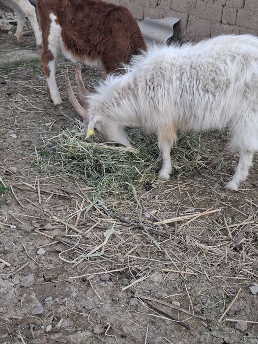 Сатылады Текелер