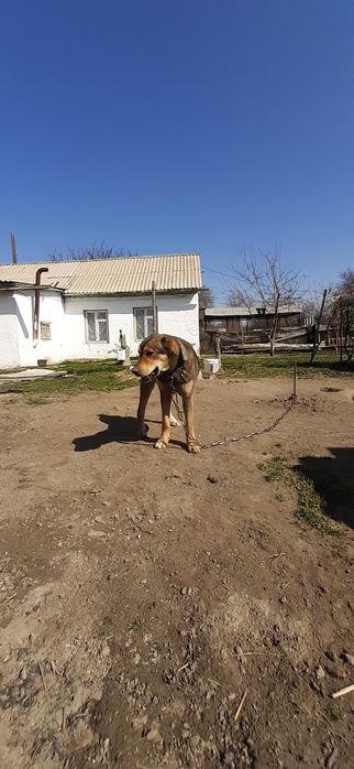 Продам щенок САО