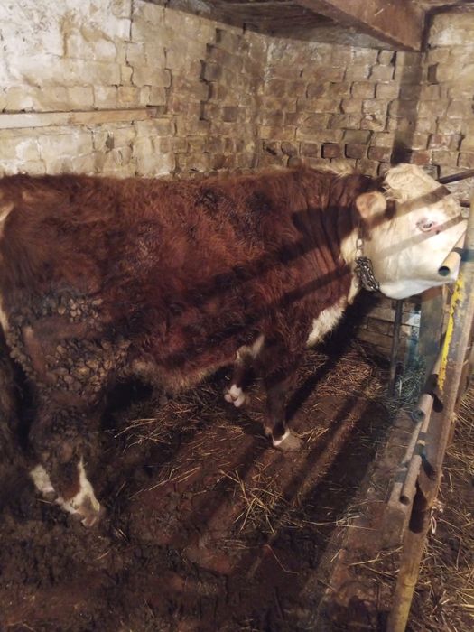 Продам бычка срочно