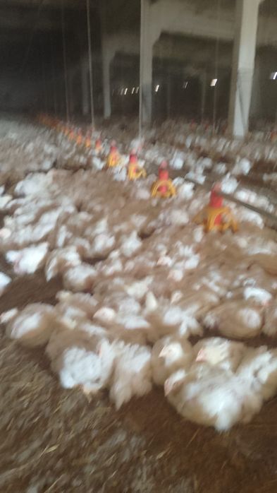 Pui albi de carne și rasa mixta