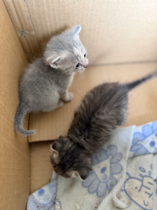 Отдаю котят две девочки срочно