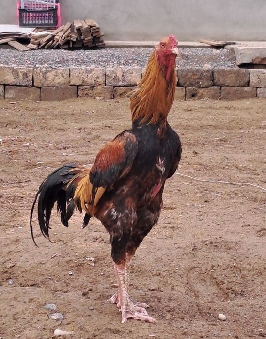 Продается бойцовый