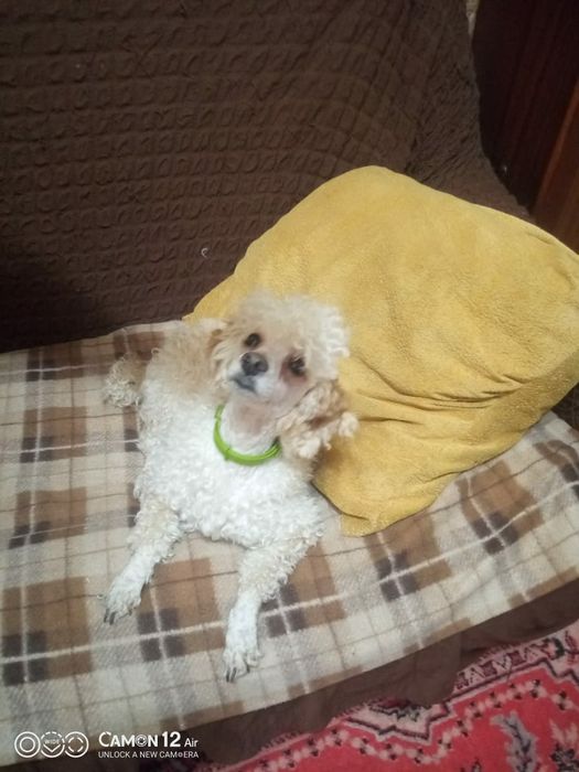 Вязка Пудель на вязку