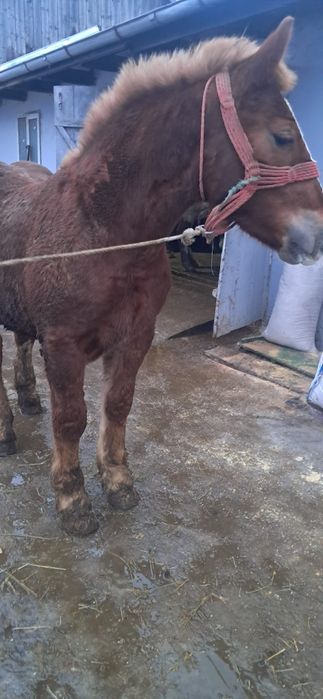 Vând manz semi greu