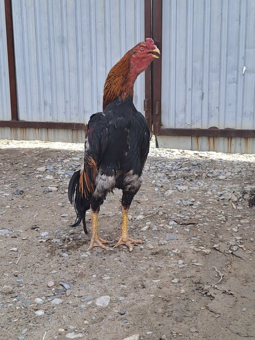 Дакан ата кораз.                                                    .