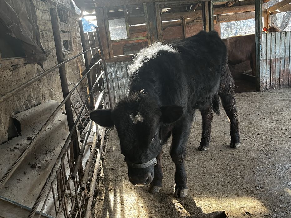 Продам бычка на племя