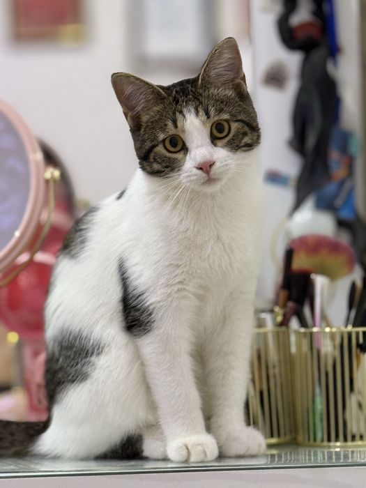 Отдам кота мальчика в добрые руки