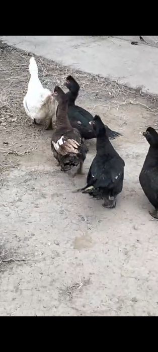 Продам индоуточек