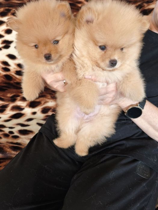 Померан мъжко и женско