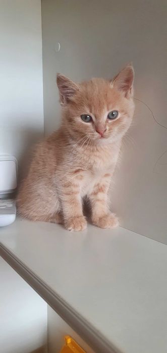 Чудесные котята приносящие счастье))