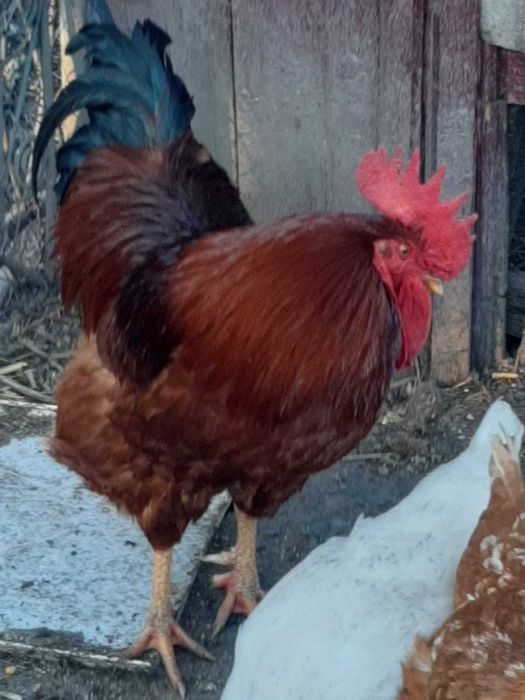 Vand sau schimb cu graunte variante,cocoși rasă tineri frumoși