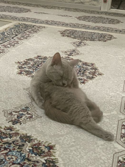 Кошка,2 года Скоттиш страйт.