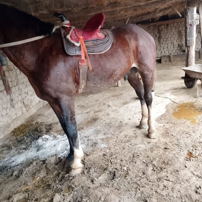 Кокпар шабатын айгыр сатылады