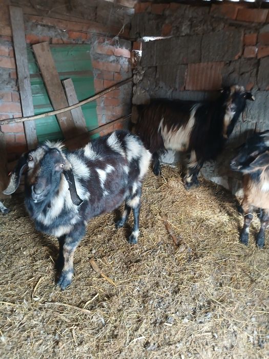 Vând 4 țapi sau schimb cu cereale