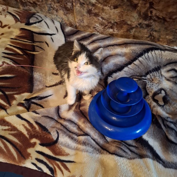 Отдам котенка,мальчик 4 месяца