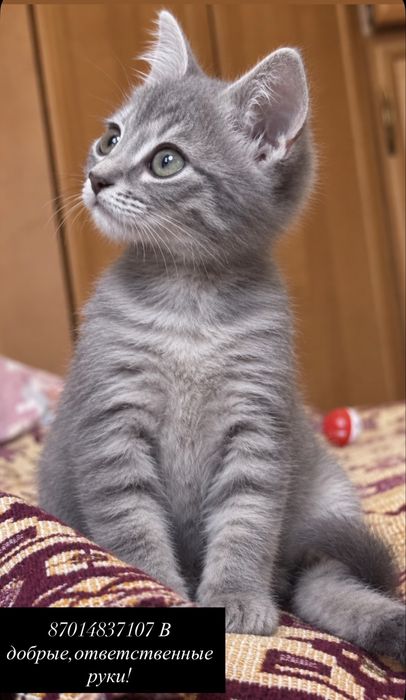 Котенок в добрые руки