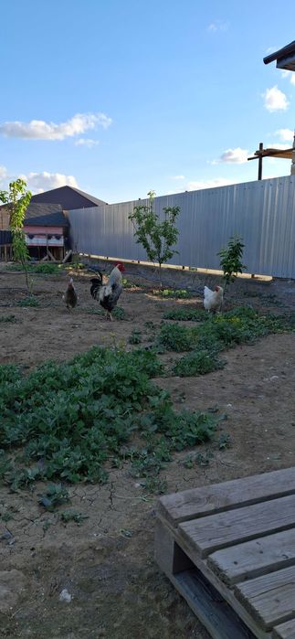 Дом жилой  Водниково 3