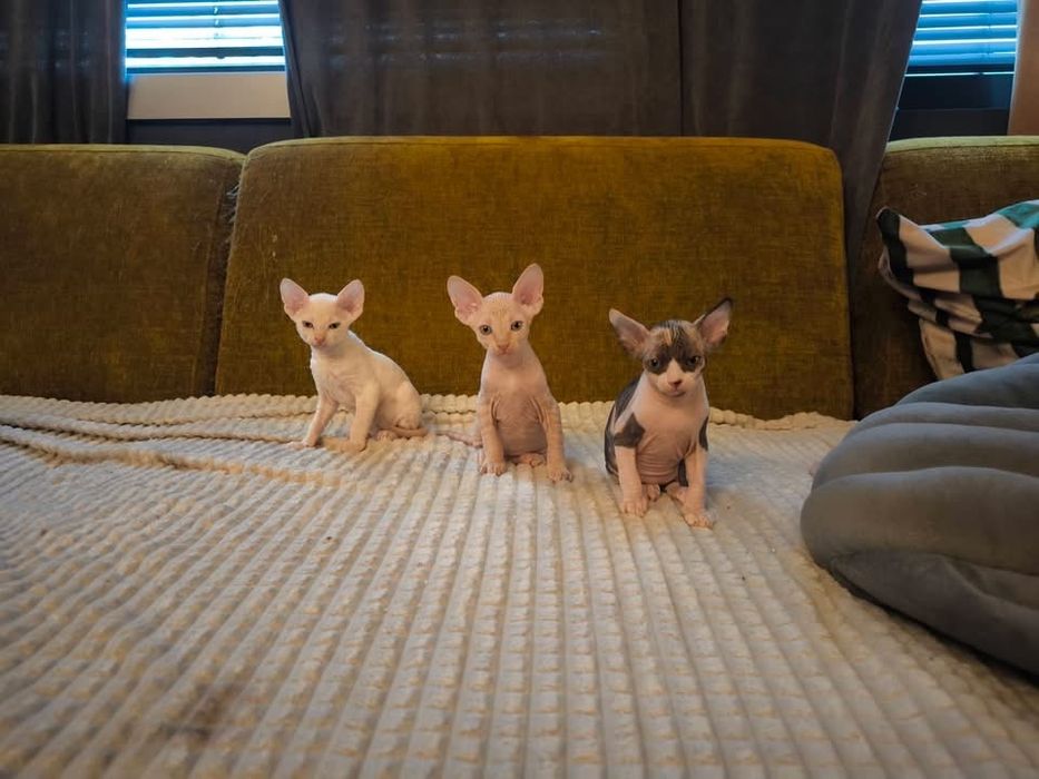 Мъжко коте сфинкс