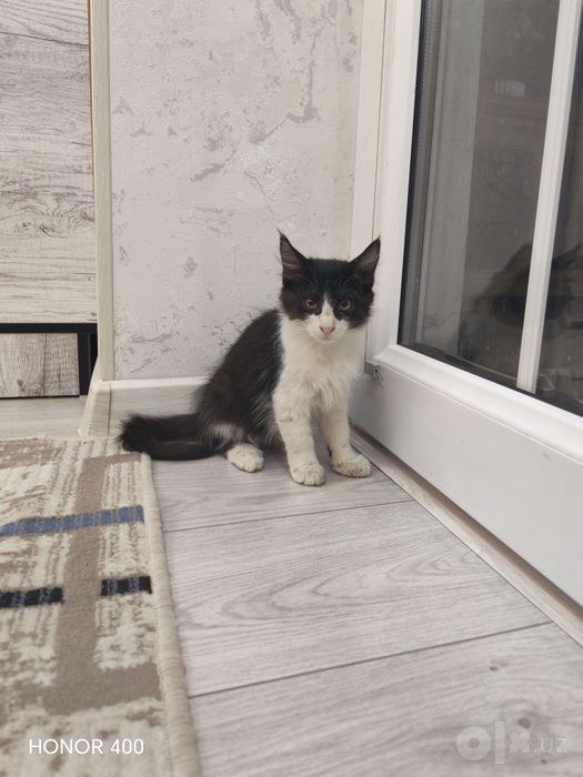 Мушукчалар хадяга берилади
