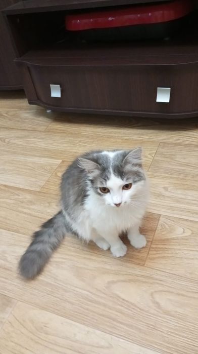 Отдадим домашних котят