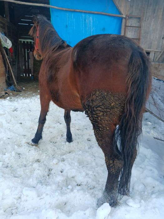 Vând manza de 5 ani,sau schimb cu vaca sau vitei