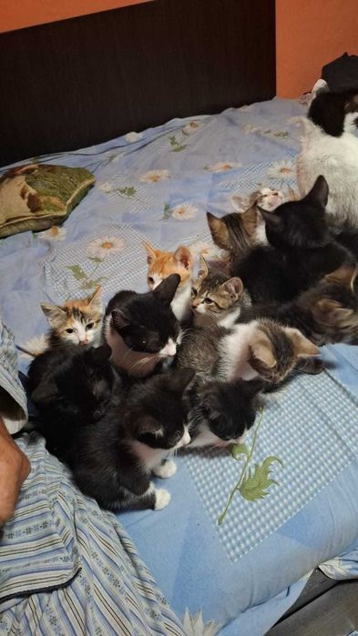 Pisici spre adoptie