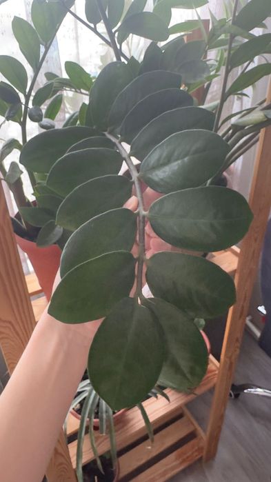 Продам недорого цветы