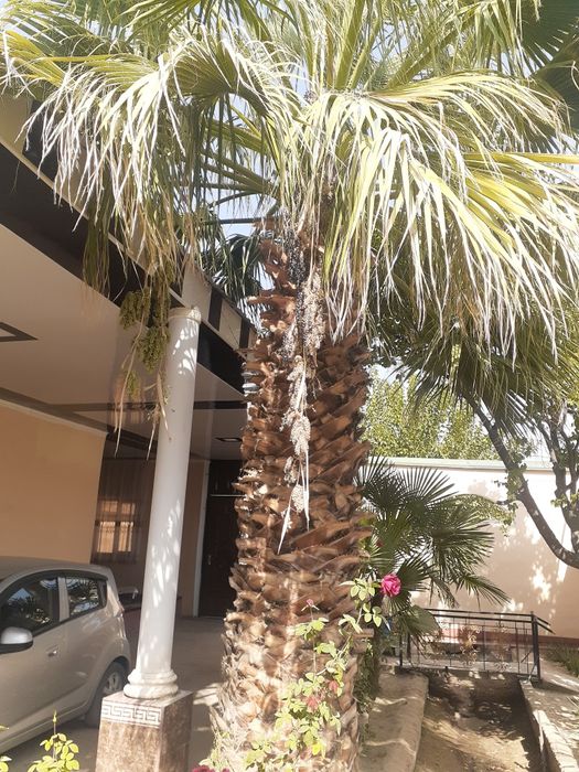 "Вашингтон" палмасининг уруги сотилади