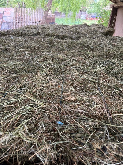 Vand baloti trifoi 2025