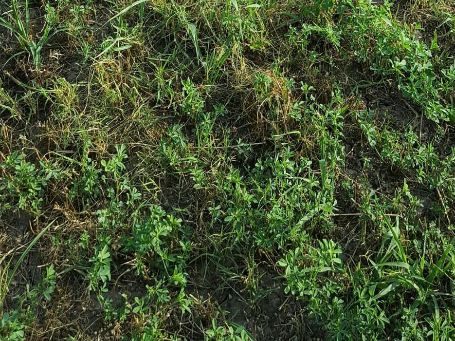 Baloti paie fan lucerna- Asiguram transport