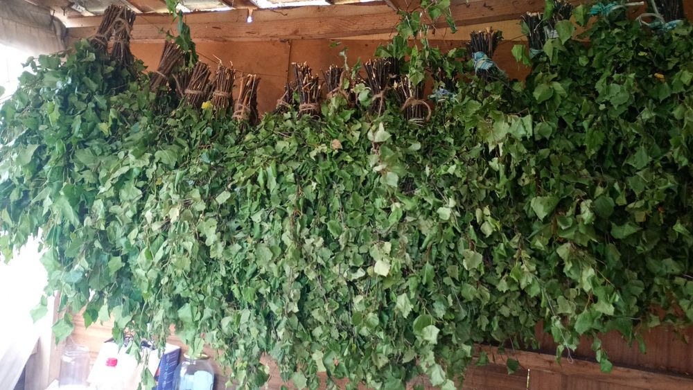 Продам веники банные берёзовые.