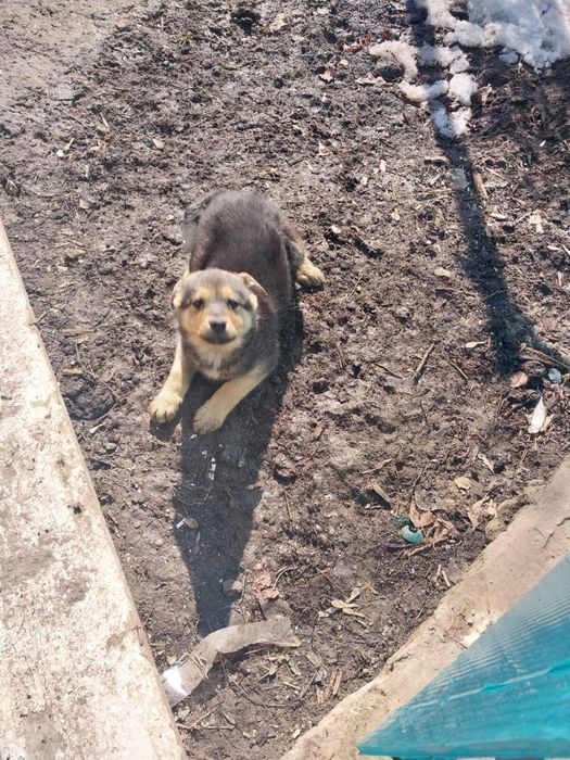 Отдам щенка девочка