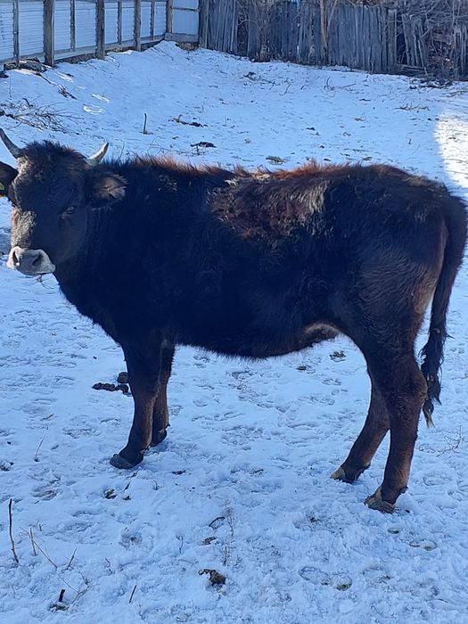 Продам телку стельную